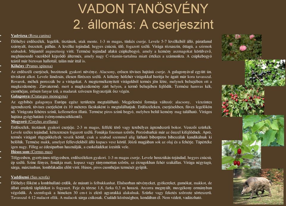 Termése tojásdad alakú csipkebogyó, amely a kemény aszmagokat körülvevő, meghúsosodó vacokból képződő áltermés, amely nagy C-vitamin-tartalma miatt értékes a számunkra.