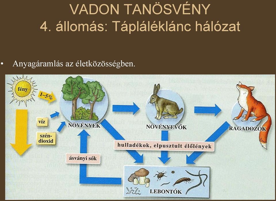 Tápláléklánc hálózat