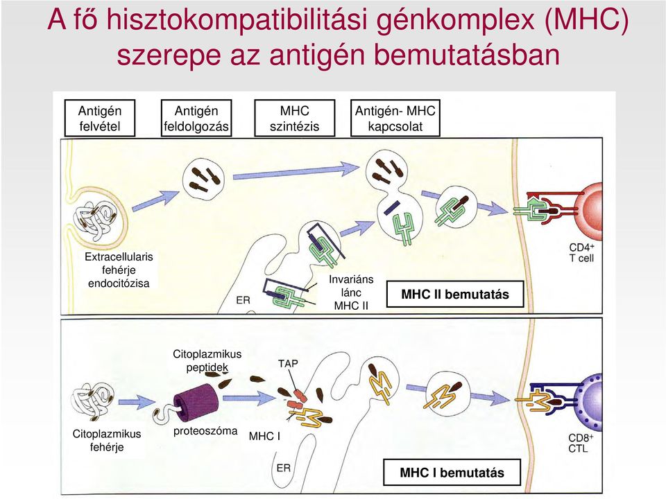 Extracellularis fehérje endocitózisa Invariáns lánc MHC II MHC II bemutatás