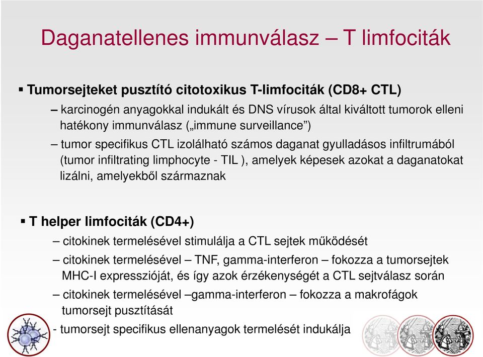 lizálni, amelyekből származnak T helper limfociták (CD4+) citokinek termelésével stimulálja a CTL sejtek működését citokinek termelésével TNF, gamma-interferon fokozza a tumorsejtek MHC-I