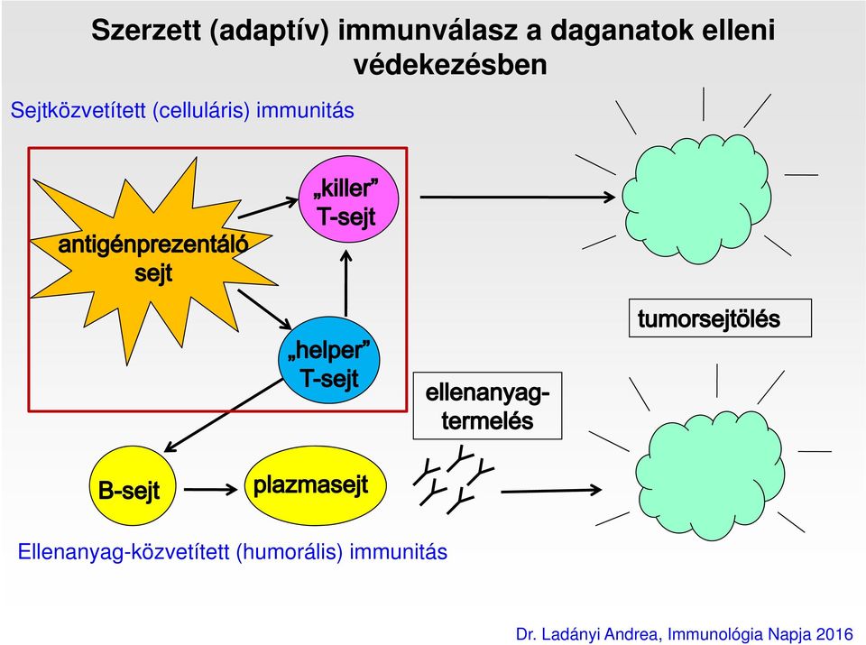 (celluláris) immunitás Ellenanyag-közvetített