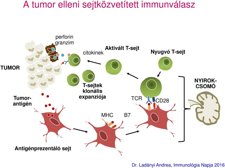 klonális expanziója TCR CD28 Tumorantigén NYIROK- CSOMÓ MHC