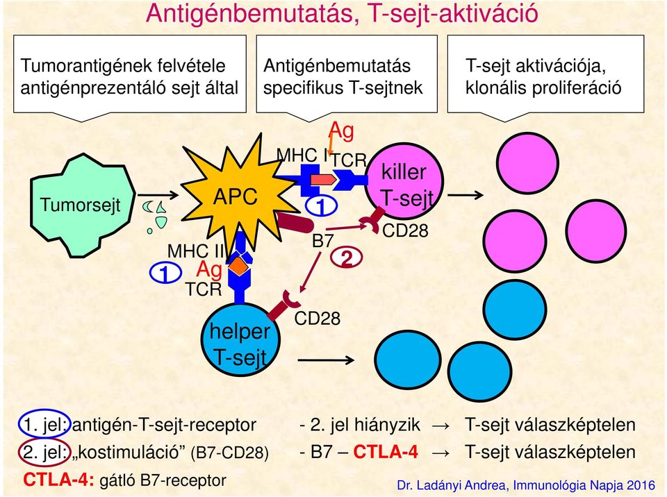 killer T-sejt CD28 helper T-sejt CD28 1. jel: antigén-t-sejt-receptor 2.