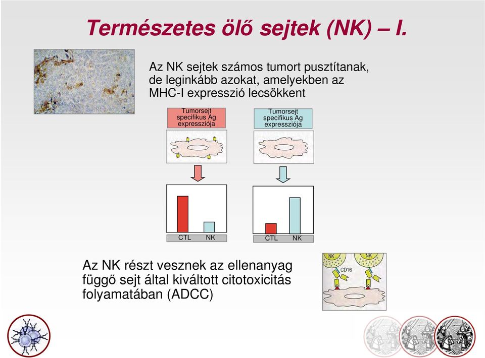 MHC-I expresszió lecsökkent Tumorsejt specifikus Ag expressziója Tumorsejt