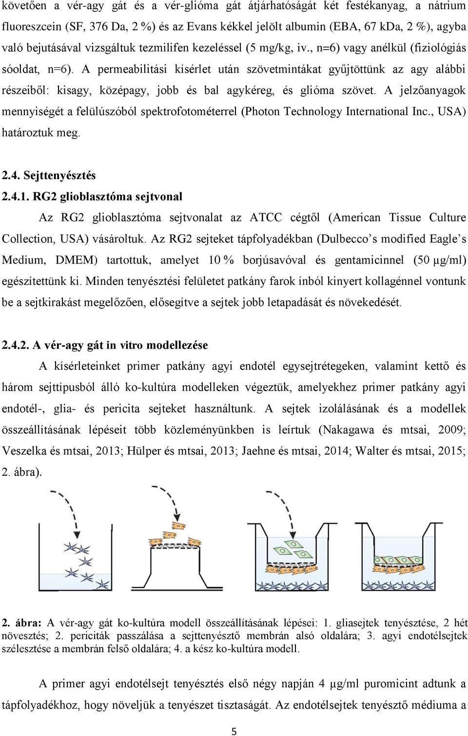 A permeabilitási kísérlet után szövetmintákat gyűjtöttünk az agy alábbi részeiből: kisagy, középagy, jobb és bal agykéreg, és glióma szövet.