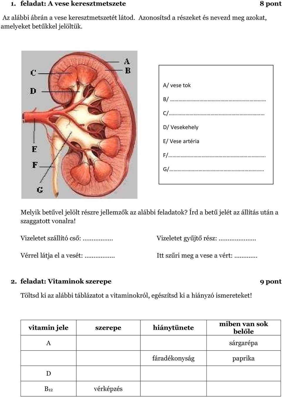 Írd a betű jelét az állítás után a szaggatott vonalra! Vizeletet szállító cső:.. Vérrel látja el a vesét:.. Vizeletet gyűjtő rész: Itt szűri meg a vese a vért:. 2.