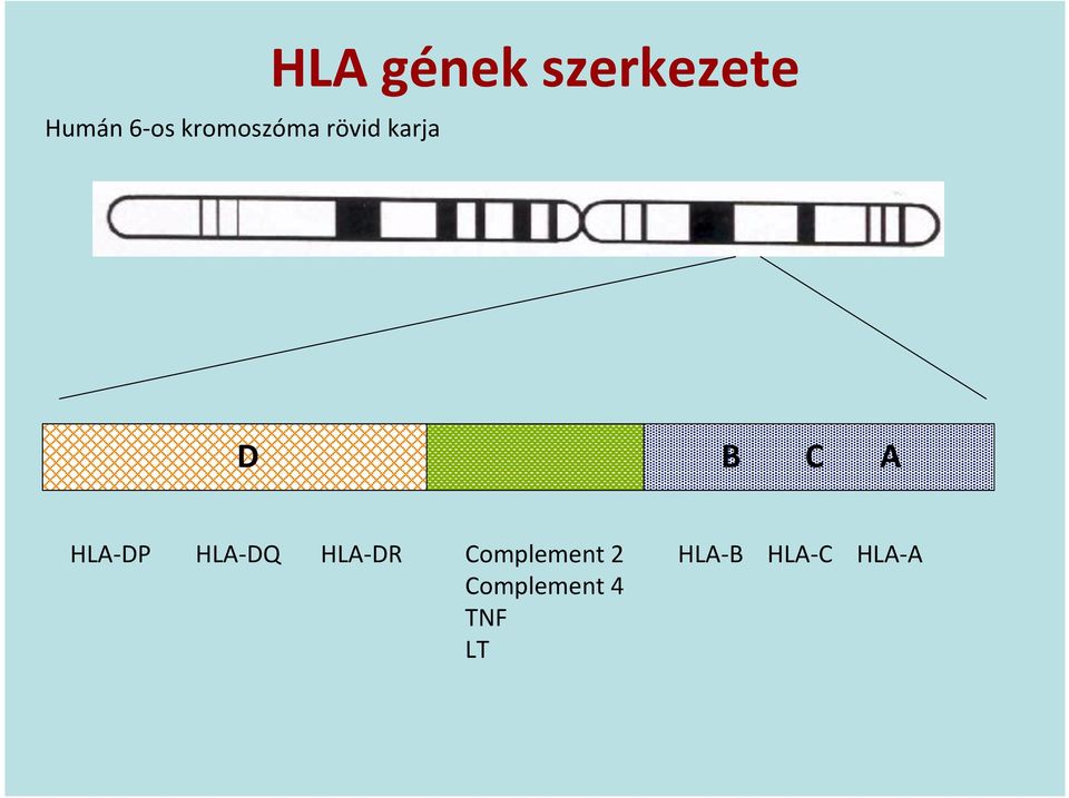DP HLA- DQ HLA- DR Complement 2