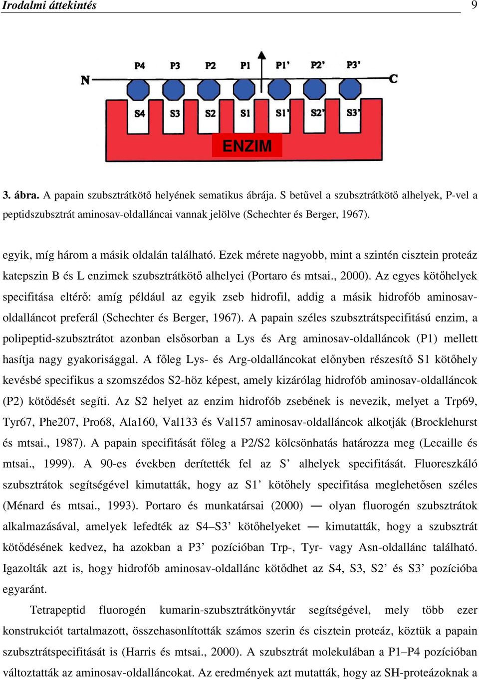 Ezek mérete nagyobb, mint a szintén cisztein proteáz katepszin B és L enzimek szubsztrátkötő alhelyei (Portaro és mtsai., 2000).