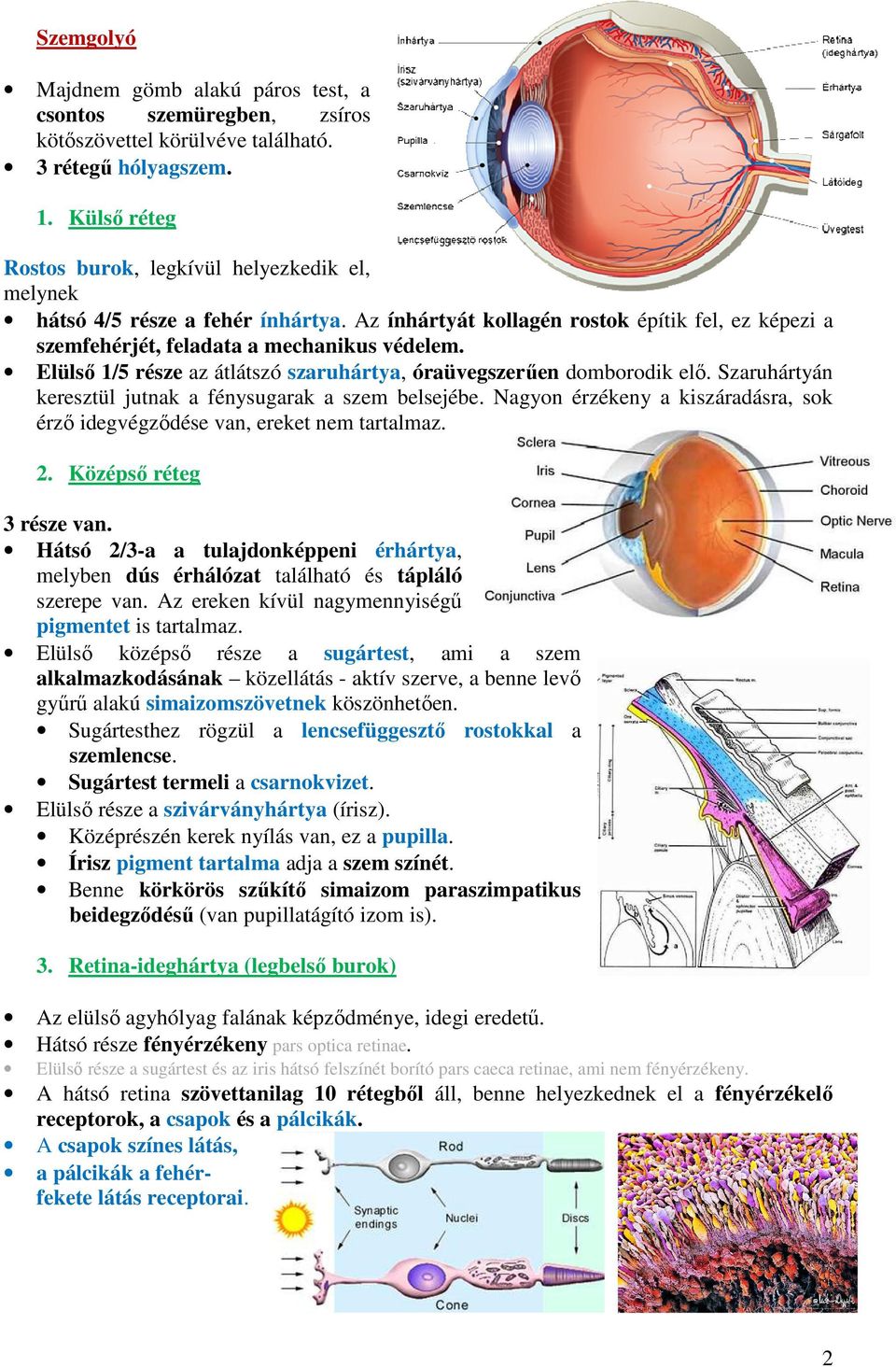 Elülső 1/5 része az átlátszó szaruhártya, óraüvegszerűen domborodik elő. Szaruhártyán keresztül jutnak a fénysugarak a szem belsejébe.