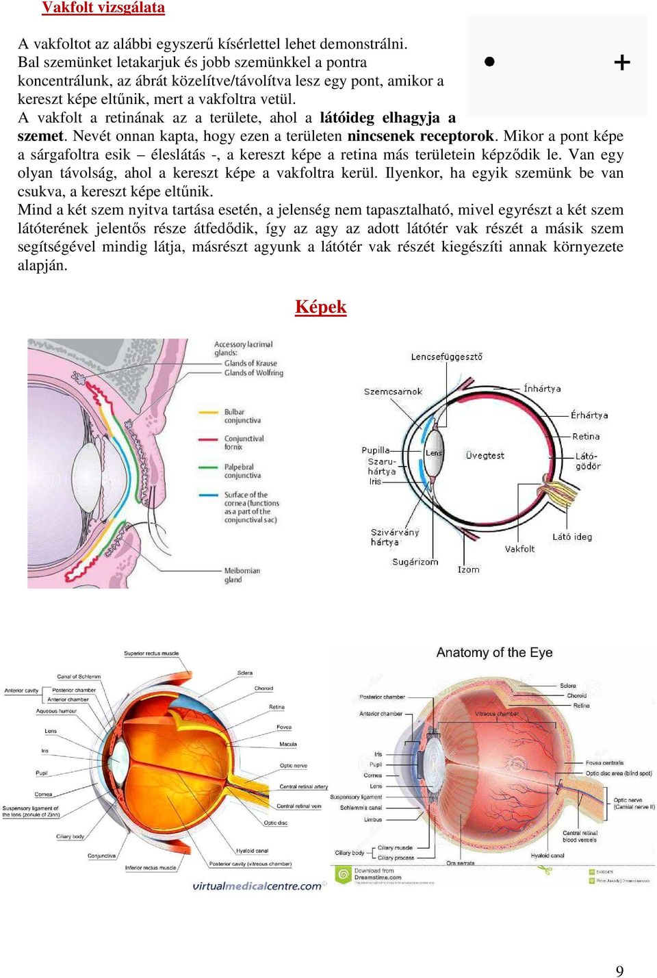 A vakfolt a retinának az a területe, ahol a látóideg elhagyja a szemet. Nevét onnan kapta, hogy ezen a területen nincsenek receptorok.
