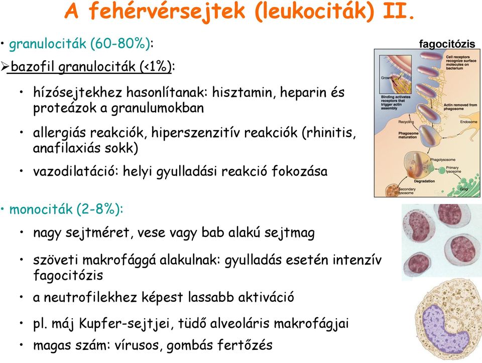 allergiás reakciók, hiperszenzitív reakciók (rhinitis, anafilaxiás sokk) vazodilatáció: helyi gyulladási reakció fokozása monociták