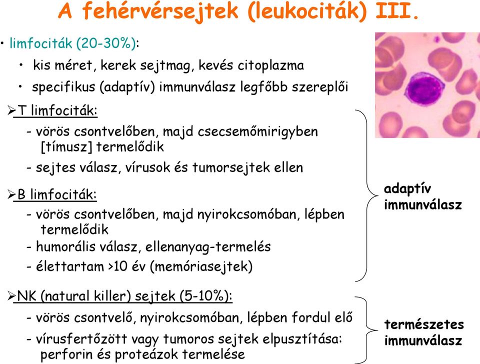 csecsemőmirigyben [tímusz] termelődik - sejtes válasz, vírusok és tumorsejtek ellen B limfociták: - vörös csontvelőben, majd nyirokcsomóban, lépben termelődik -