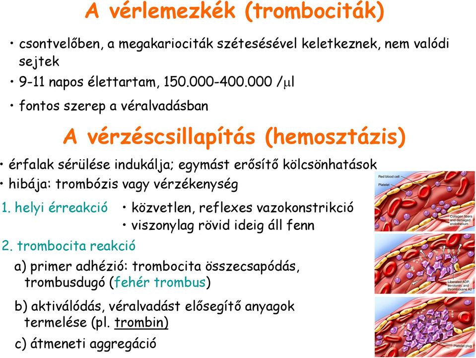 trombózis vagy vérzékenység 1. helyi érreakció közvetlen, reflexes vazokonstrikció viszonylag rövid ideig áll fenn 2.
