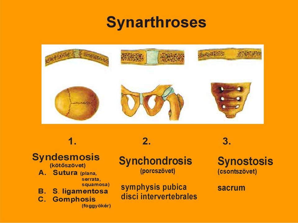 Gomphosis (foggyökér) Synchondrosis (porcszövet)