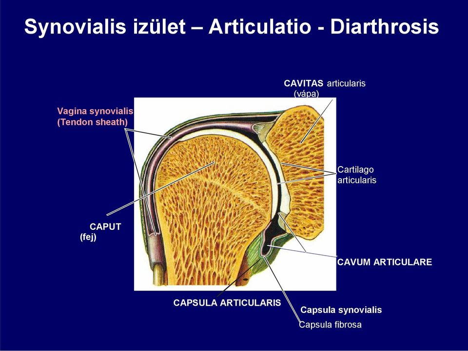 (vápa) Cartilago articularis CAPUT (fej) CAVUM