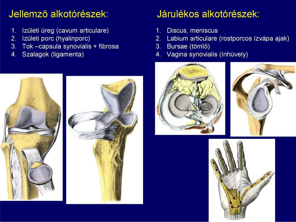 Szalagok (ligamenta) Járulékos alkotórészek: 1. Discus, meniscus 2.