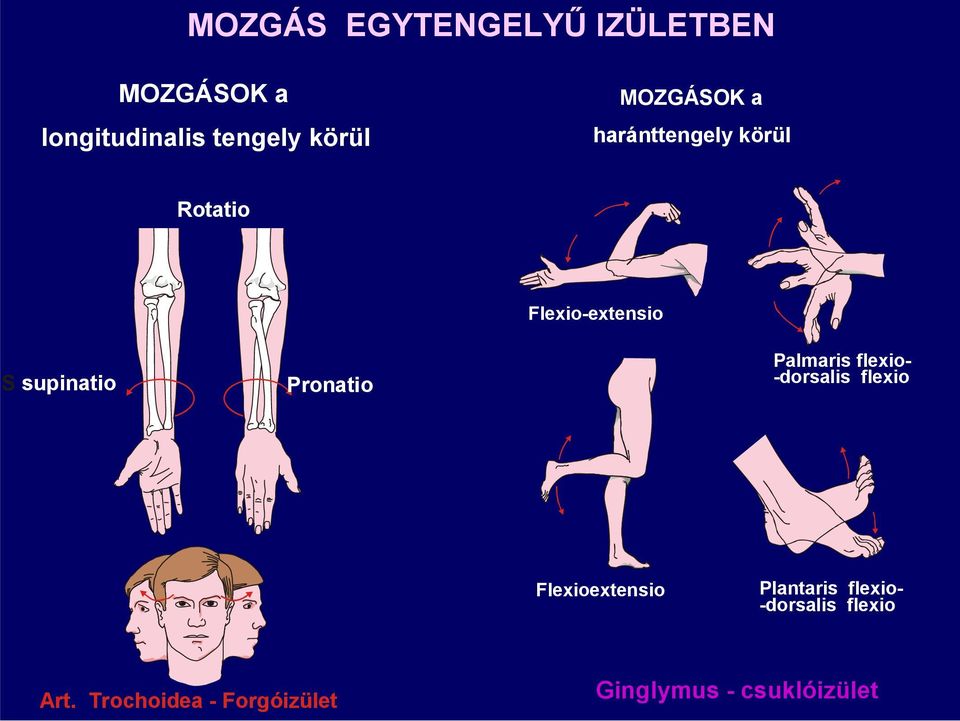 Pronatio Palmaris flexio- -dorsalis flexio Flexioextensio Plantaris