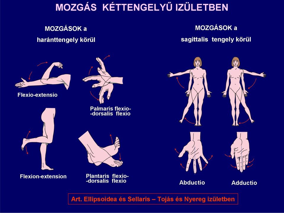 -dorsalis flexio Flexion-extension Plantaris flexio- -dorsalis