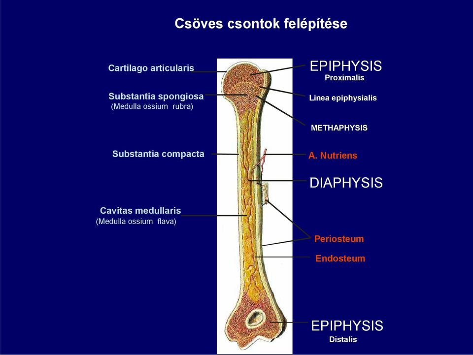 epiphysialis METHAPHYSIS Substantia compacta A.