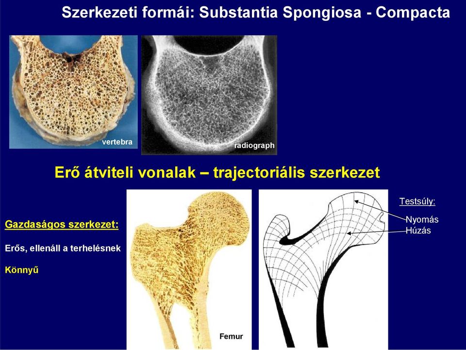 trajectoriális szerkezet Testsúly: Gazdaságos