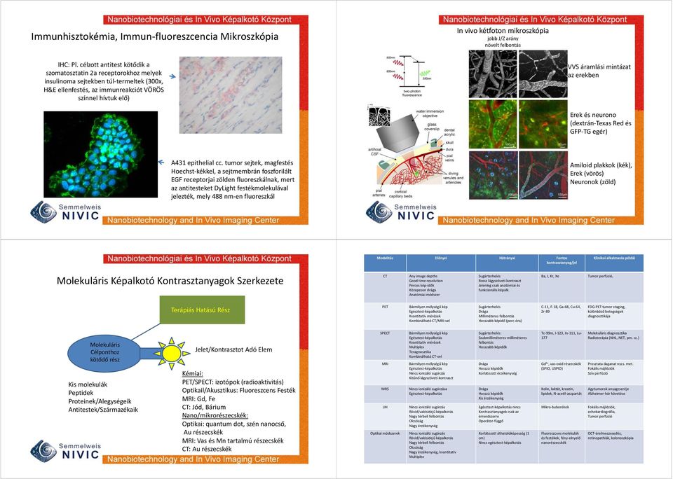 erekben Erek és neurono (dextrán Texas Red és GFP TG egér) A431 epithelial cc.