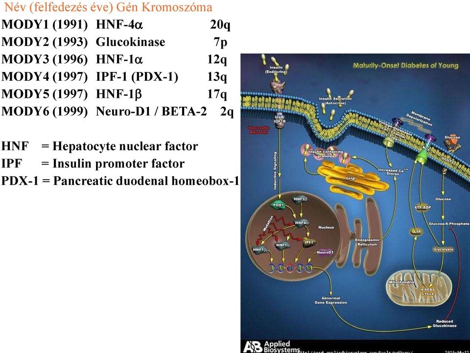 (1997) HNF-1b 17q MODY6 (1999) Neuro-D1 / BETA-2 2q HNF = Hepatocyte