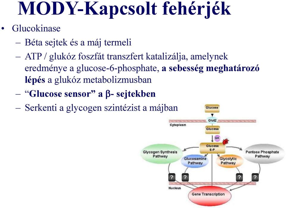 glucose-6-phosphate, a sebesség meghatározó lépés a glukóz