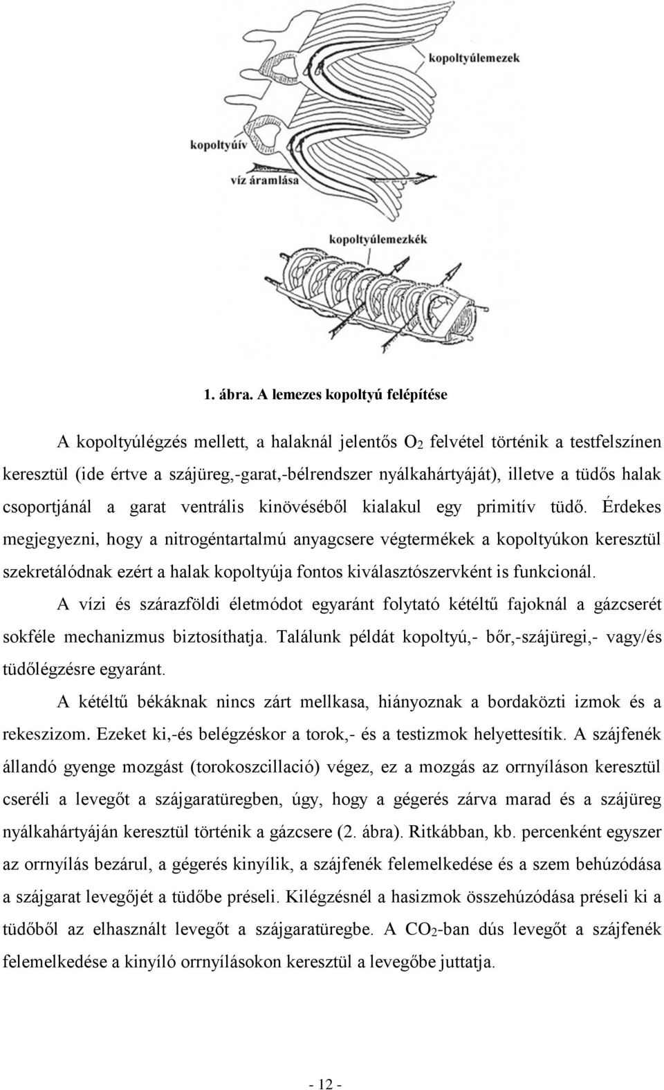 halak csoportjánál a garat ventrális kinövéséből kialakul egy primitív tüdő.