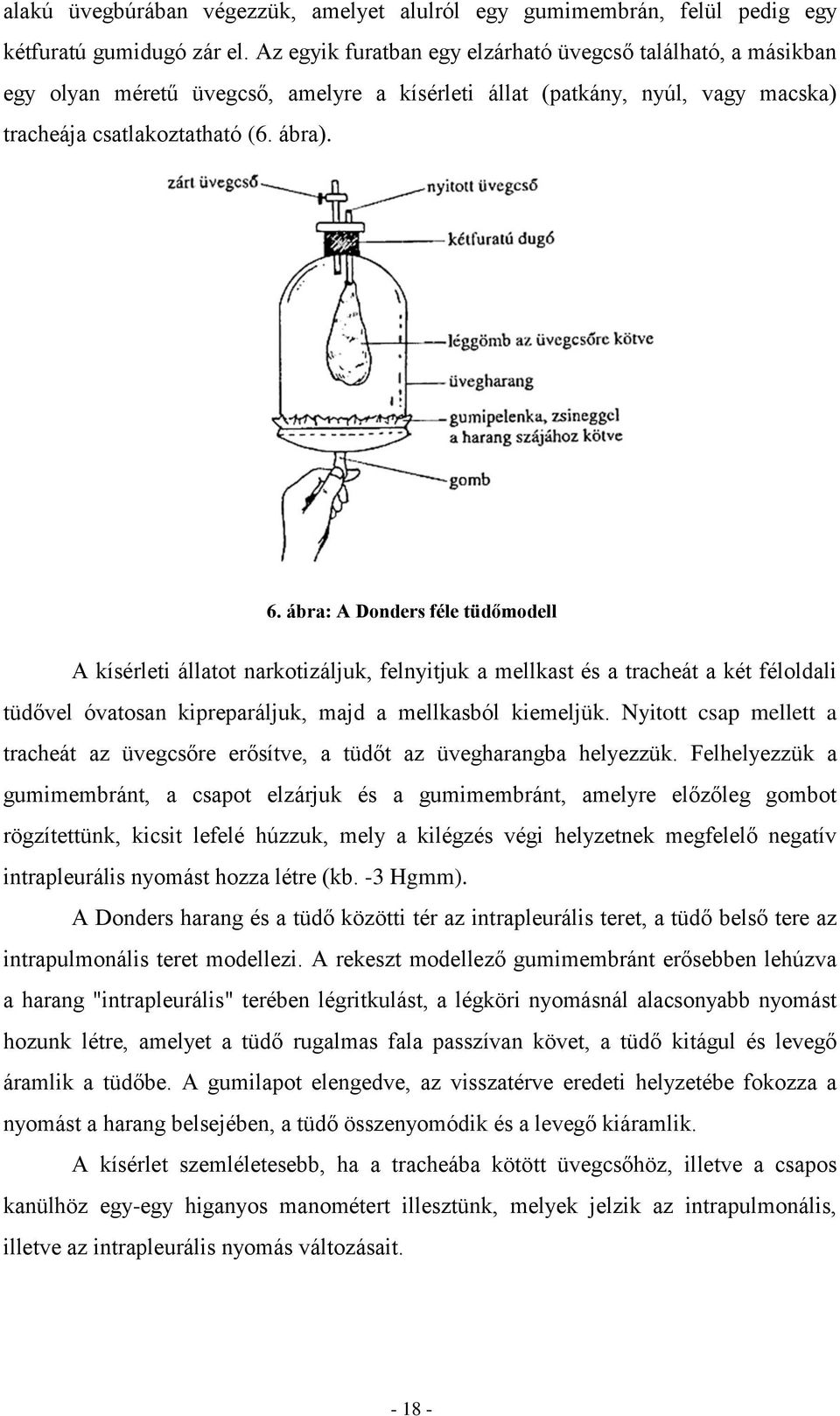 ábra: A Donders féle tüdőmodell A kísérleti állatot narkotizáljuk, felnyitjuk a mellkast és a tracheát a két féloldali tüdővel óvatosan kipreparáljuk, majd a mellkasból kiemeljük.