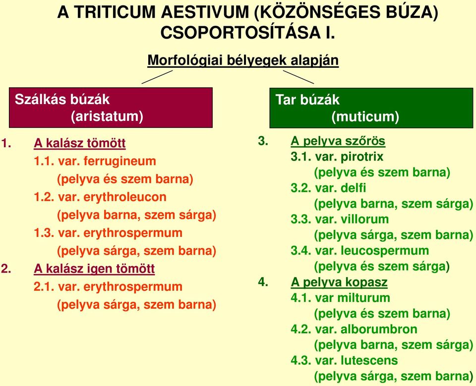 A pelyva szőrös 3.1. var. pirotrix (pelyva és szem barna) 3.2. var. delfi (pelyva barna, szem sárga) 3.3. var. villorum (pelyva sárga, szem barna) 3.4. var. leucospermum (pelyva és szem sárga) 4.