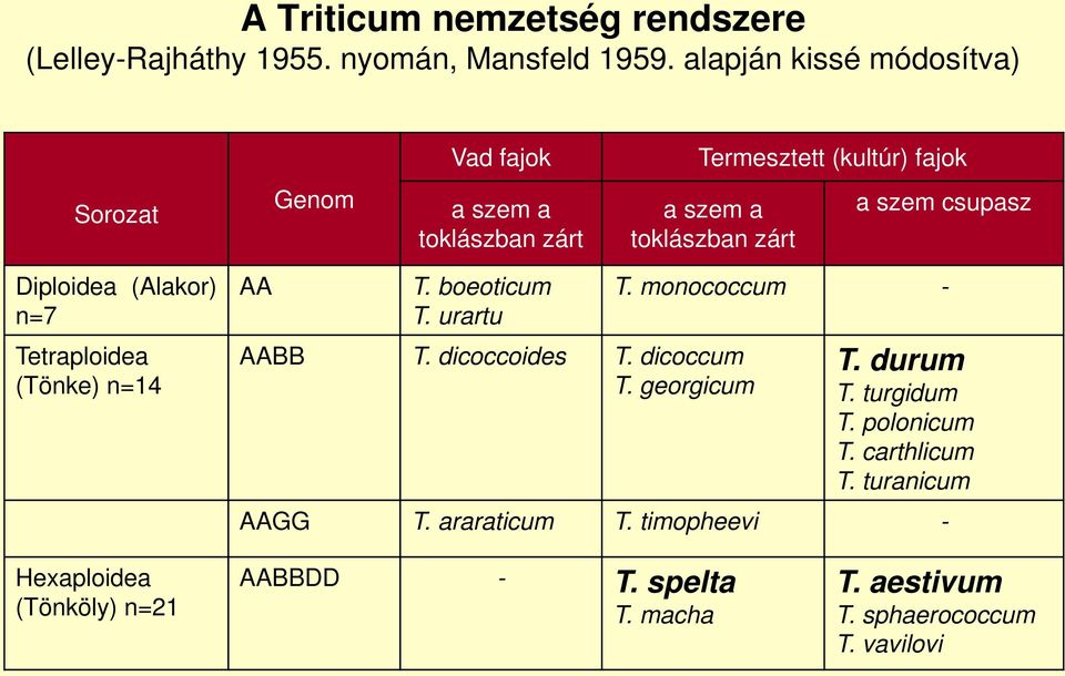 csupasz Diploidea (Alakor) n=7 Tetraploidea (Tönke) n=14 AA T. boeoticum T. urartu AABB T. dicoccoides T. dicoccum T. georgicum T.