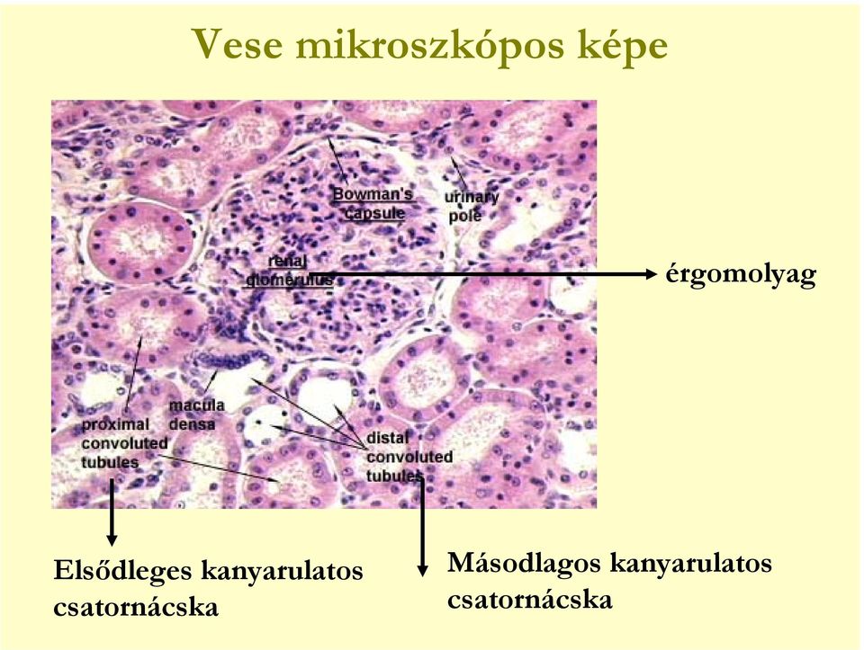 kanyarulatos csatornácska