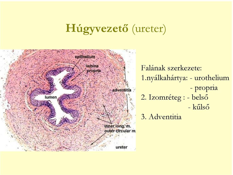 nyálkahártya: - urothelium -