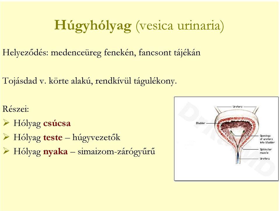körte alakú, rendkívül tágulékony.