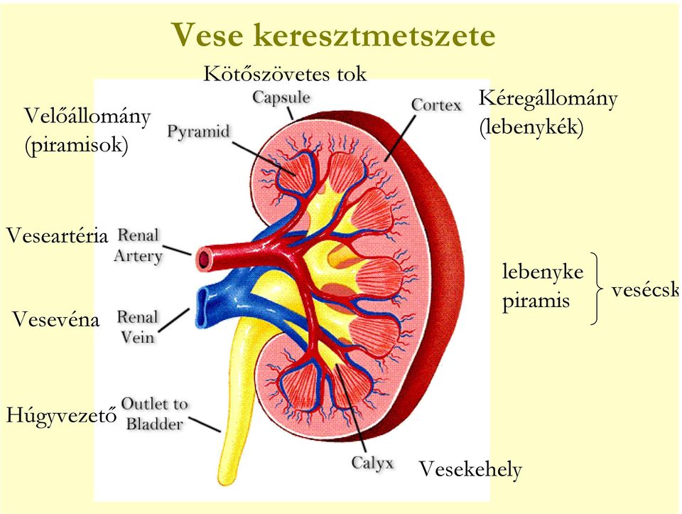 Kéregállomány (lebenykék) Veseartéria