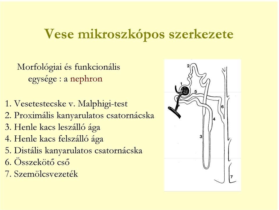 Proximális kanyarulatos csatornácska 3. Henle kacs leszálló ága 4.