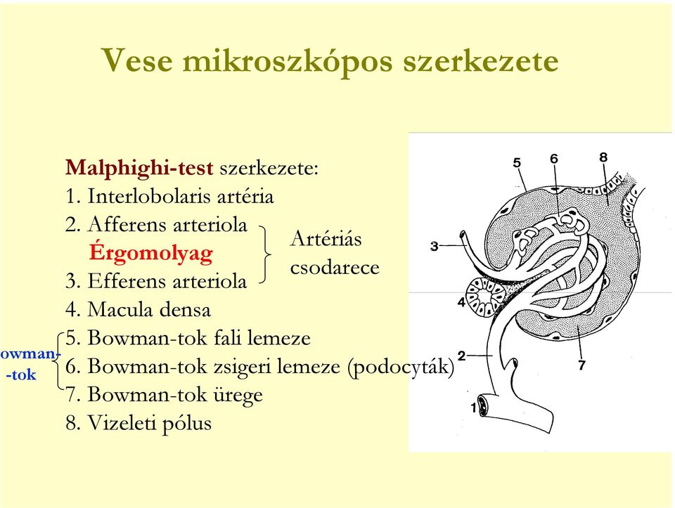 Efferens arteriola 4. Macula densa 5.