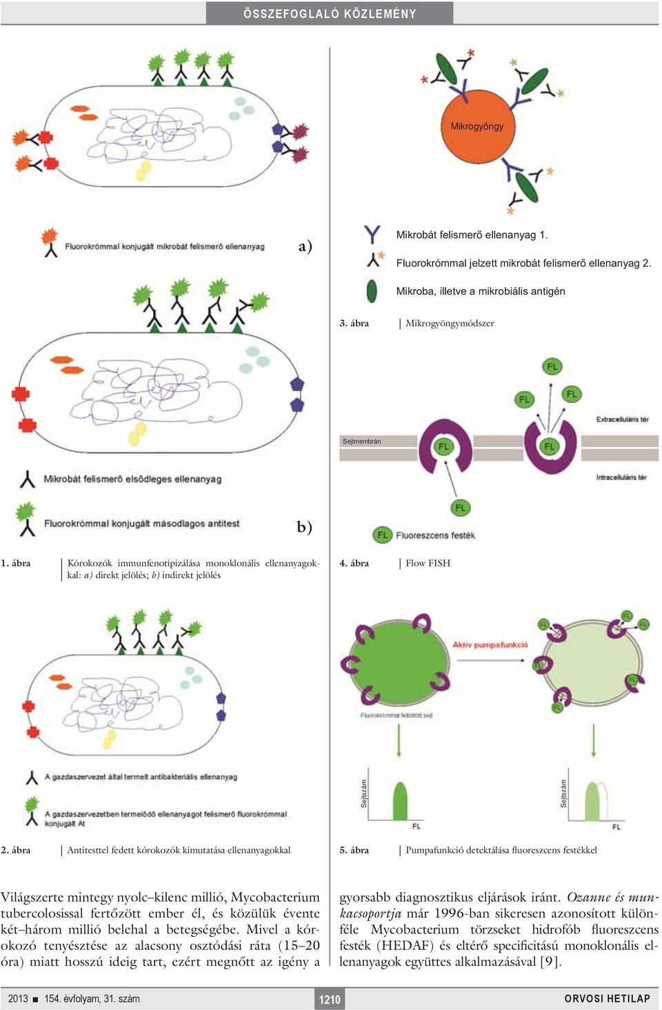 ábra Pumpafunkció detektálása fluoreszcens festékkel Világszerte mintegy nyolc kilenc millió, Mycobacterium tubercolosissal fertőzött ember él, és közülük évente két három millió belehal a