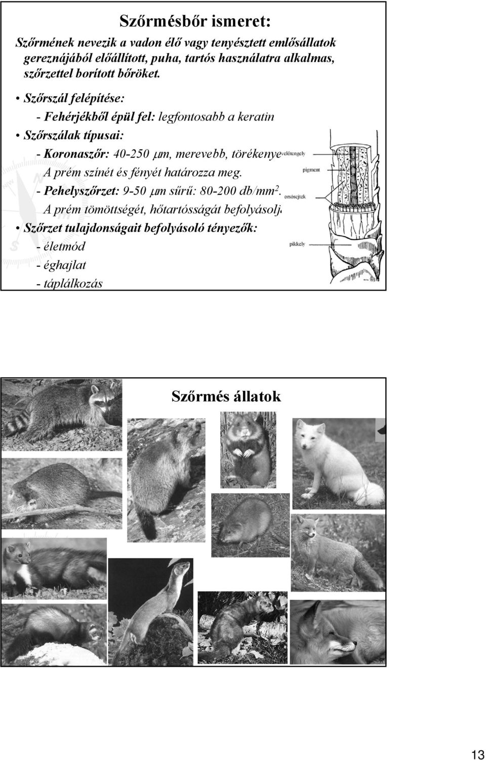 Szőrszál felépítése: - Fehérjékből épül fel: legfontosabb a keratin Szőrszálak típusai: - Koronaszőr: 40-250 m, merevebb, törékenyebb,