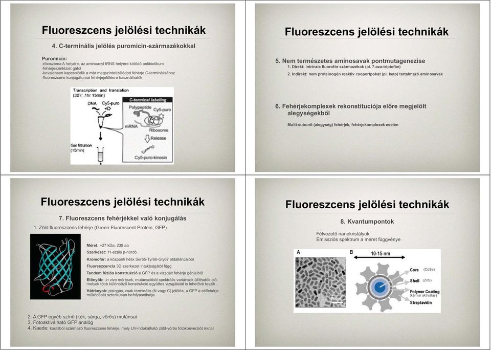 fehérje C-terminálisához -fluoreszcens konjugátumai fehérjejelölésre használhatók Fluoreszcens jelölési technikák 5. Nem természetes aminosavak pontmutagenezise 1.