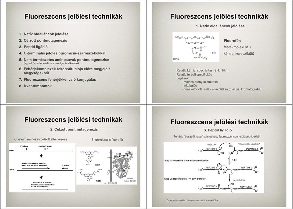 Fehérjekomplexek rekonstituciója előre megjelölt alegységekből 7. Fluoreszcens fehérjékkel való konjugálás 8.