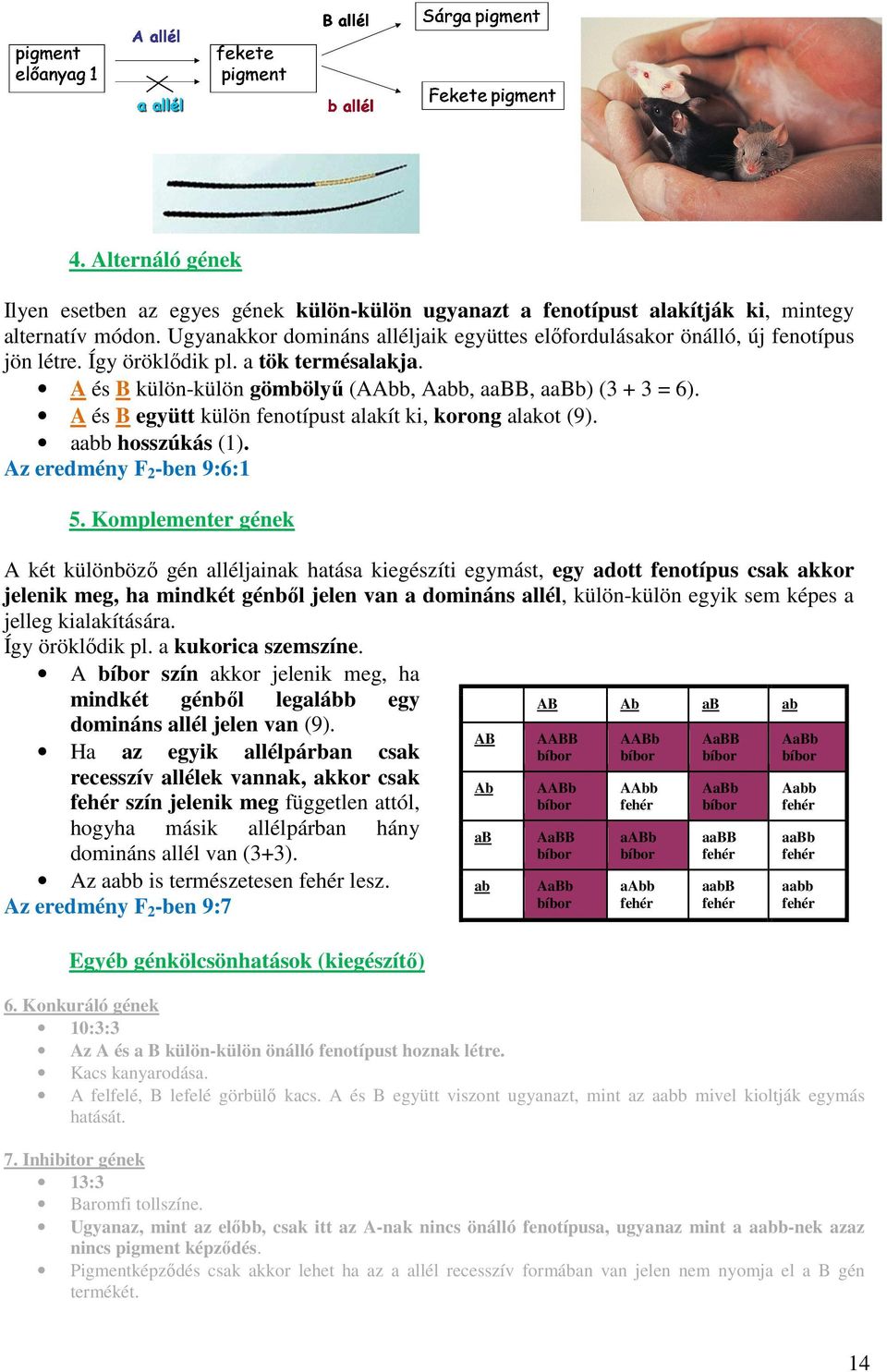A és B együtt külön fenotípust alakít ki, korong alakot (9). aabb hosszúkás (1). Az eredmény F 2 -ben 9:6:1 5.