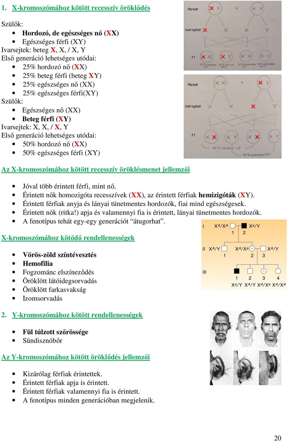 egészséges férfi (XY) Az X-kromoszómához kötött recesszív öröklésmenet jellemzői Jóval több érintett férfi, mint nő. Érintett nők homozigóta recesszívek (XX), az érintett férfiak hemizigóták (XY).