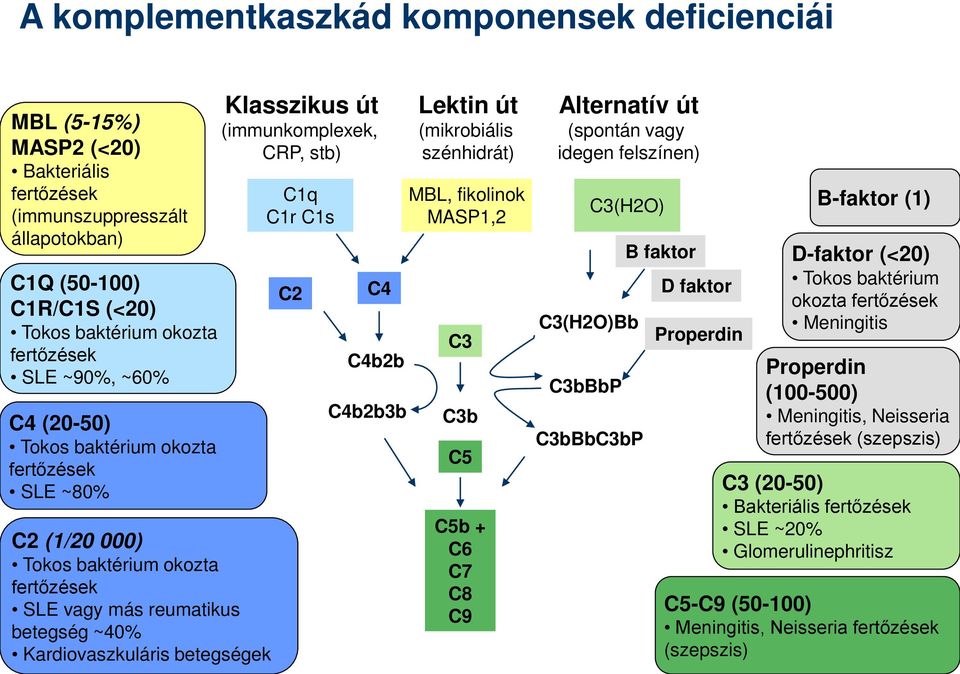 (immunkomplexek, CRP, stb) C1q C1r C1s C2 C4 C4b2b C4b2b3b Lektin út (mikrobiális szénhidrát) MBL, fikolinok MASP1,2 C3 C3b C5 C5b + C6 C7 C8 C9 Alternatív út (spontán vagy idegen felszínen) C3(H2O)