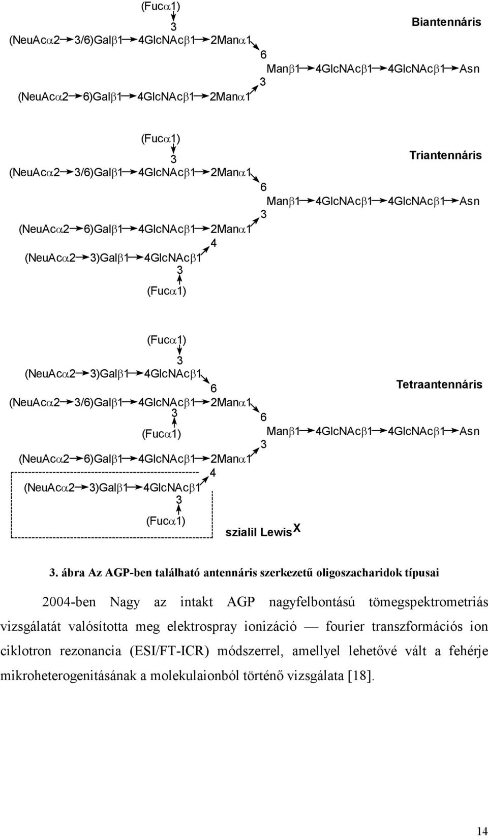 Lewis X Tetraantennáris 4β1 4β1 Asn 3.