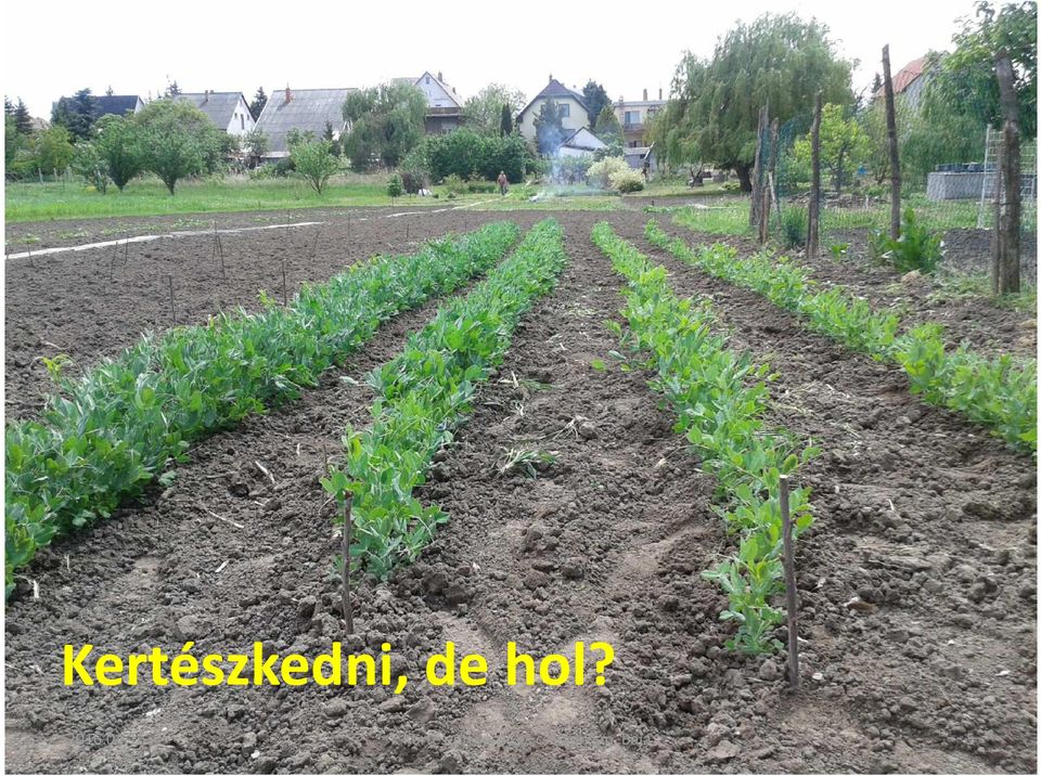 Kertészeti vásár