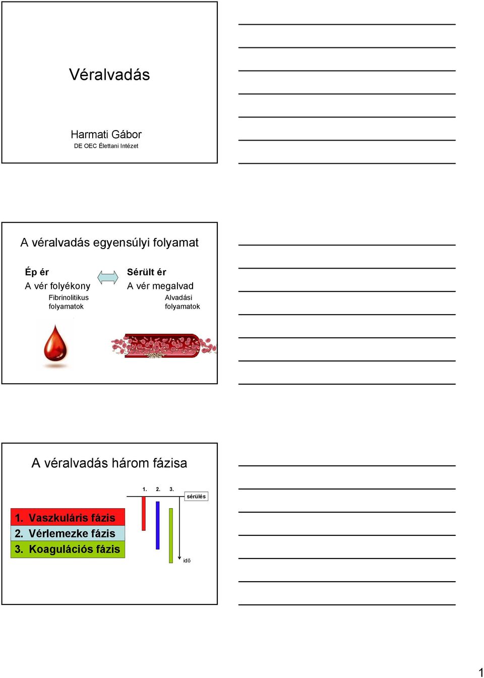 Sérült ér A vér megalvad Alvadási folyamatok A véralvadás három fázisa