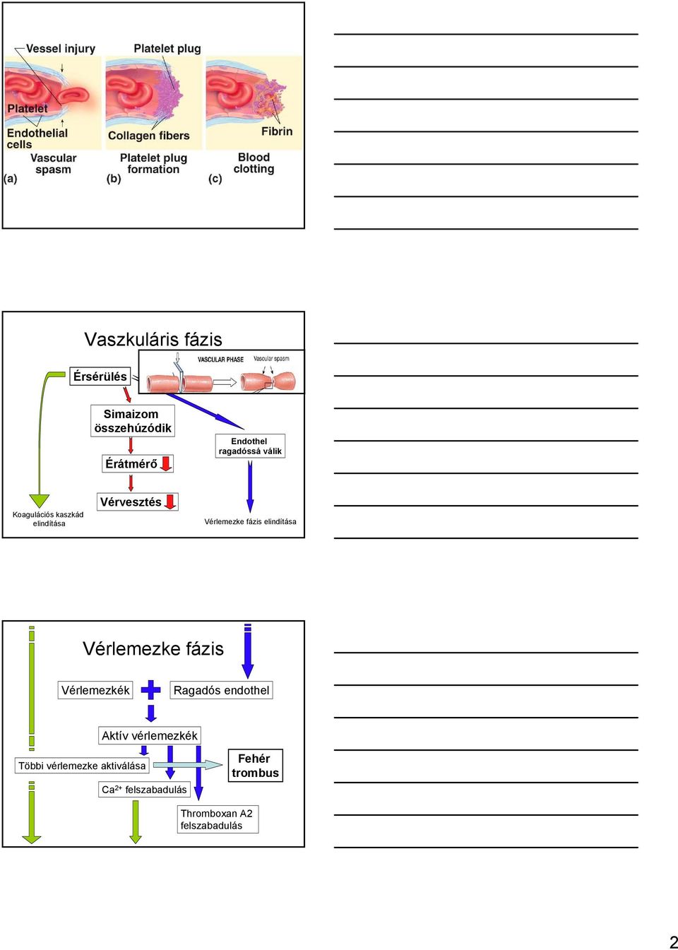 Vérlemezke fázis Vérlemezkék Ragadós endothel Aktív vérlemezkék Többi