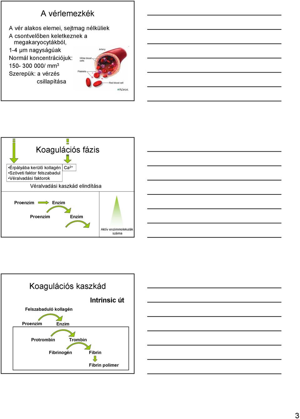 faktor felszabadul Véralvadási faktorok Véralvadási kaszkád elindítása Proenzim Enzim Proenzim Enzim Aktív enzimmolekulák