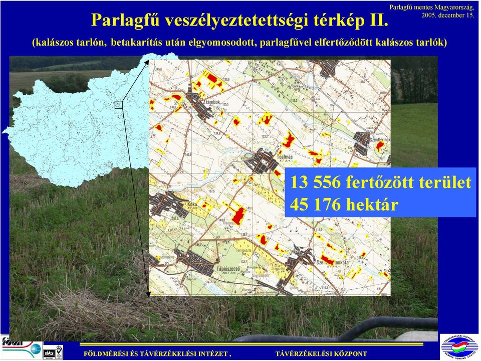 elgyomosodott, parlagfűvel elfertőződött